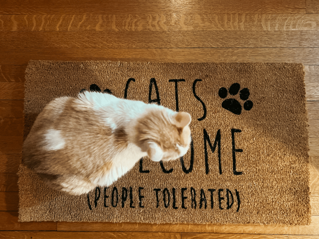 kat plast op deurmat voorkomen