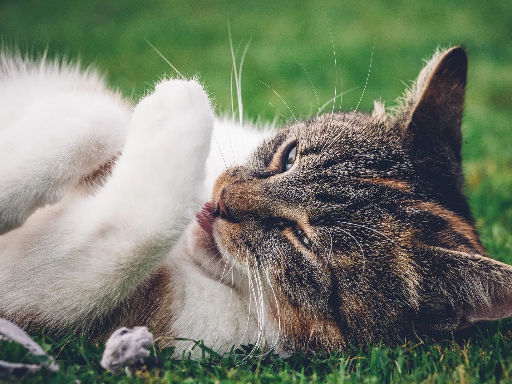 Waarom plukt mijn kat zich kaal?