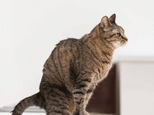 Waarom poept een kat in huis?
