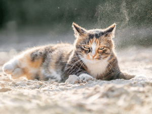 Waarom rolt een kat door het zand?