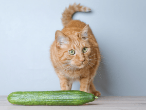 Waarom schrikt een kat van een komkommer?