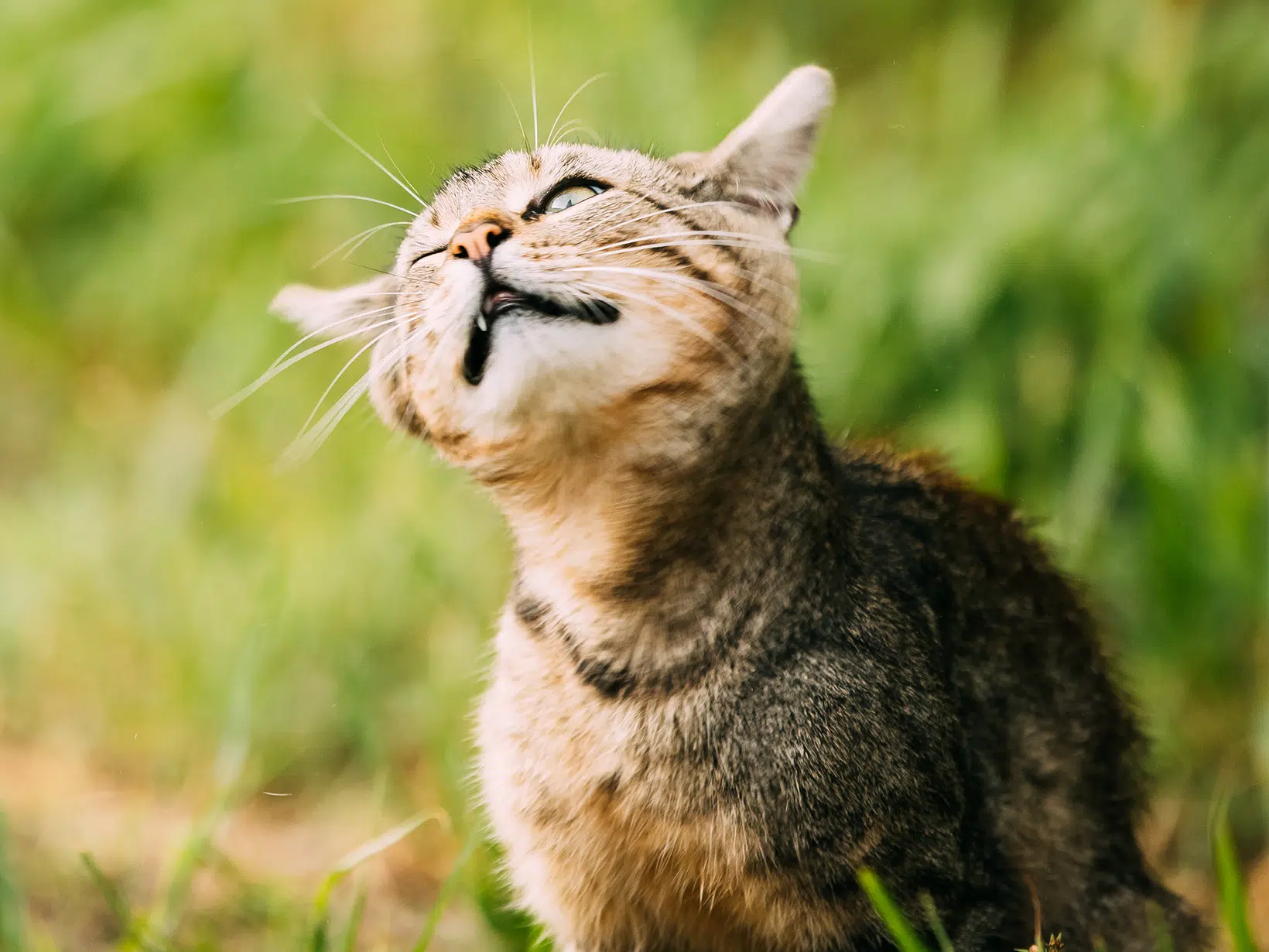 Waarom schudt een kat met zijn kop?