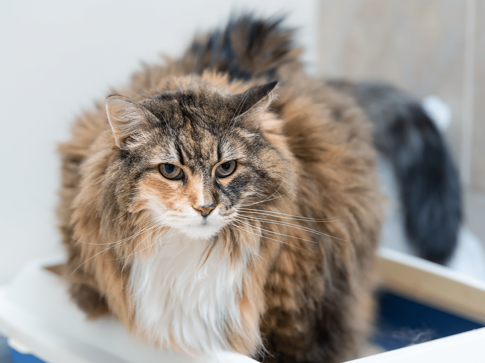 Waarom slaapt mijn kat in de kattenbak?