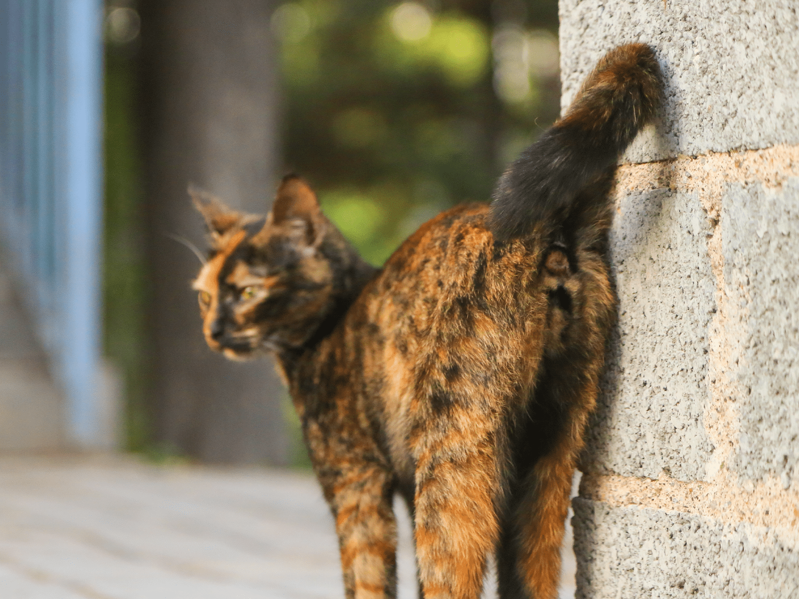 Waarom sproeit een kat?