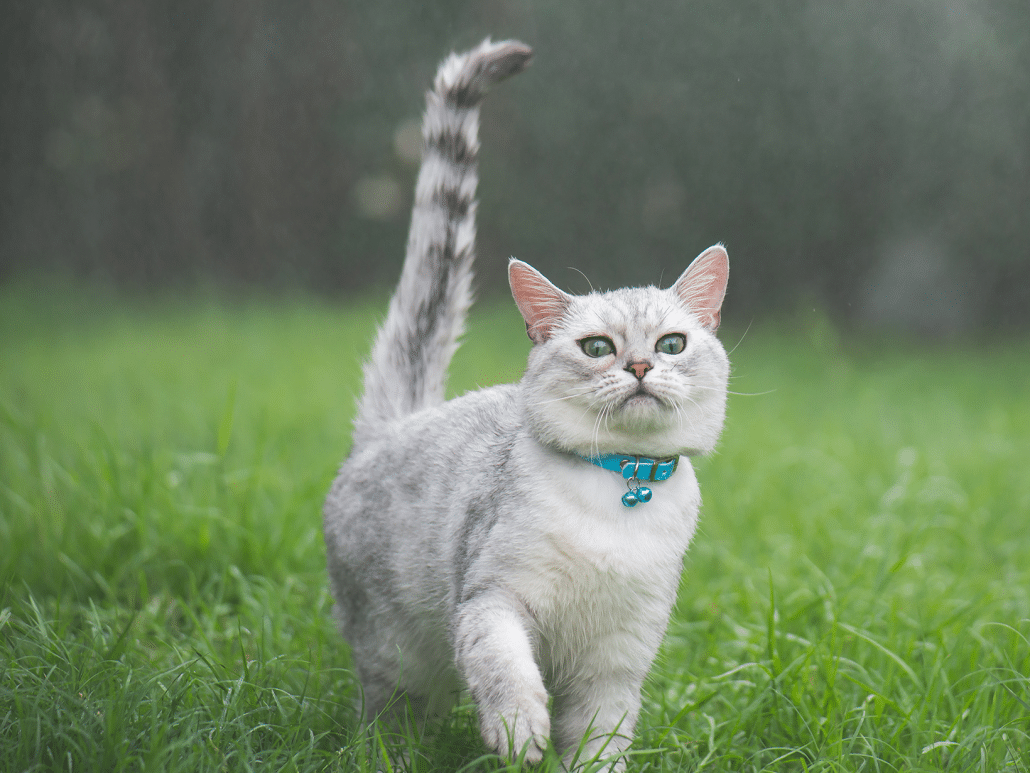 Stille klok kat zwart met bewegende staart – The Happy Cat Shop