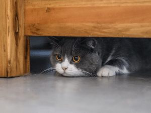 Waarom verstopt een kat zich?