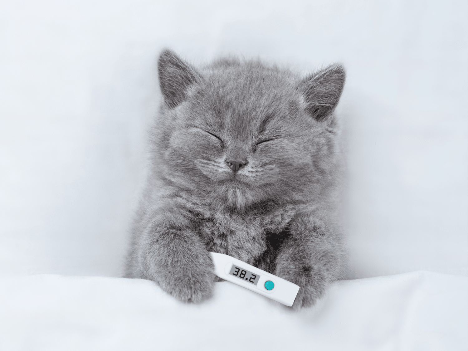 Hoelang duurt een sterilisatie bij een kat? Procedure & herstel