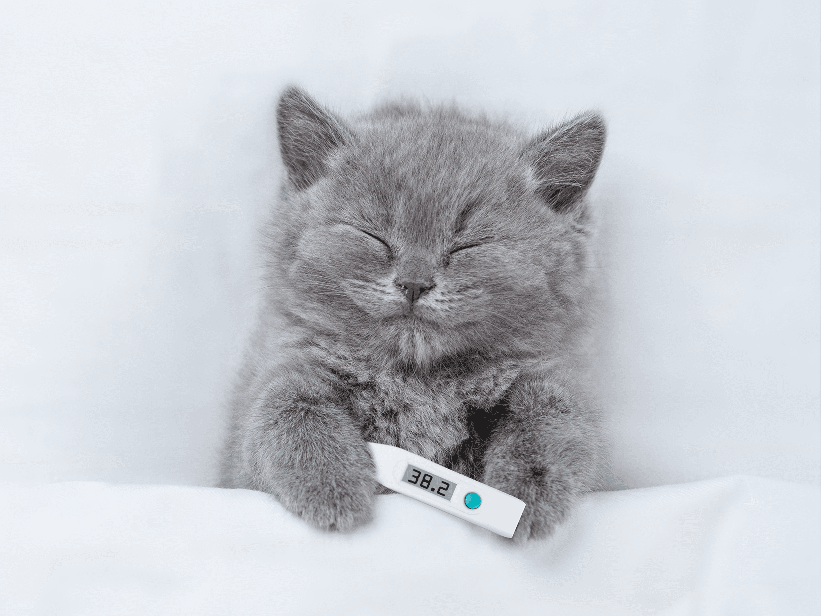 Kat dennings hot photos