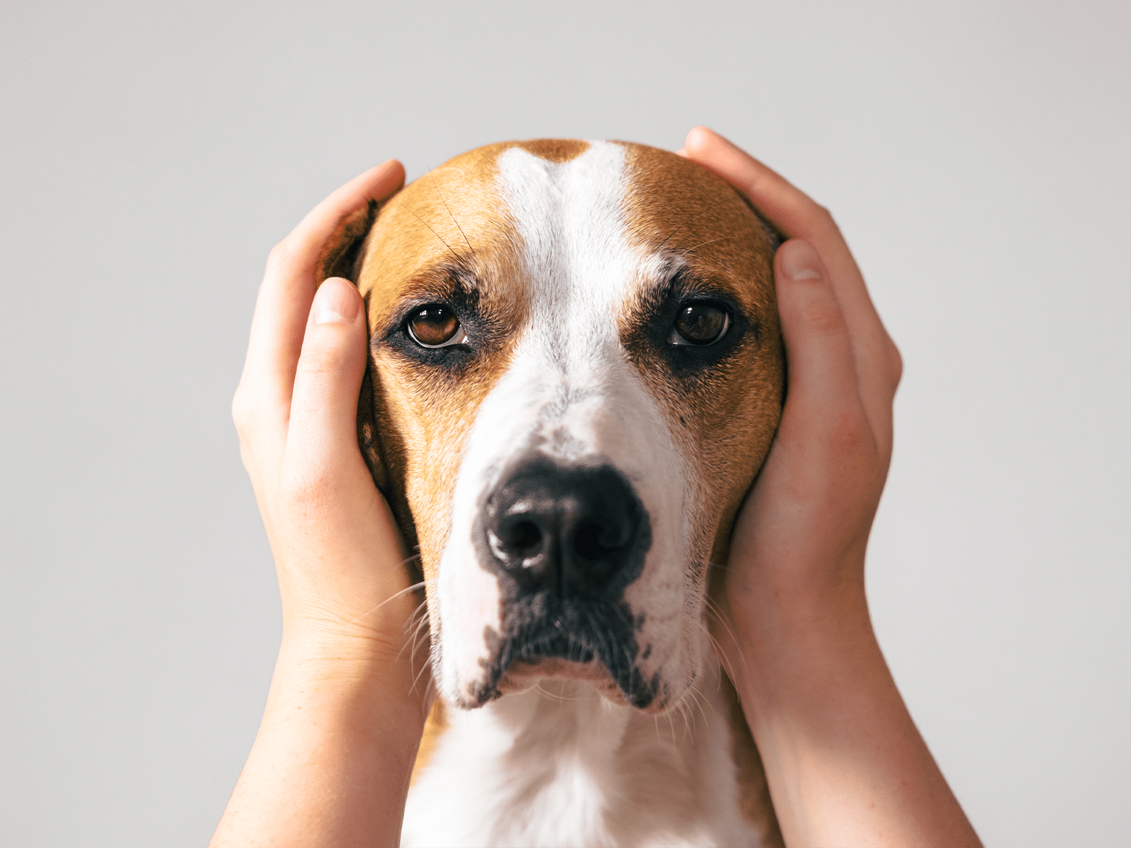 Symptomen van alvleesklierontsteking bij een hond