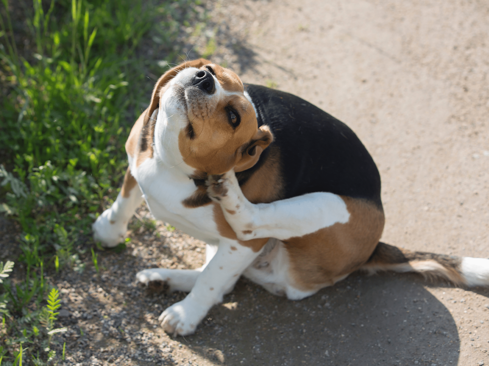 Symptomen van een bacteriële infectie bij een hond