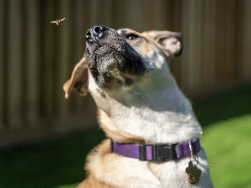 Symptomen van een bijensteek bij een hond, herken en help