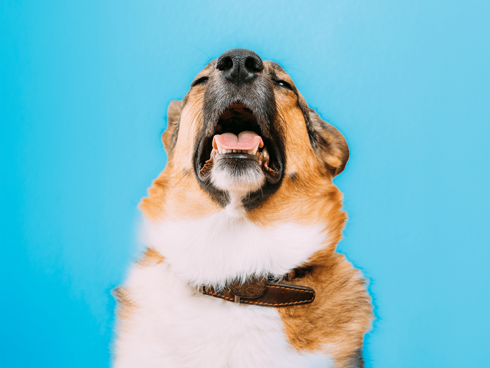 Symptomen van bronchitis bij een hond