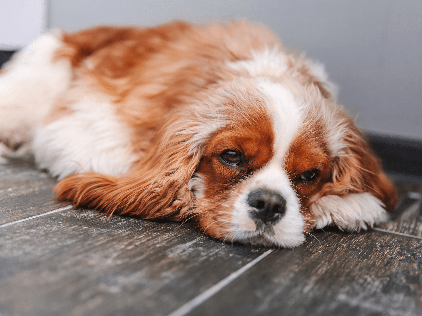 Symptomen van een depressieve hond