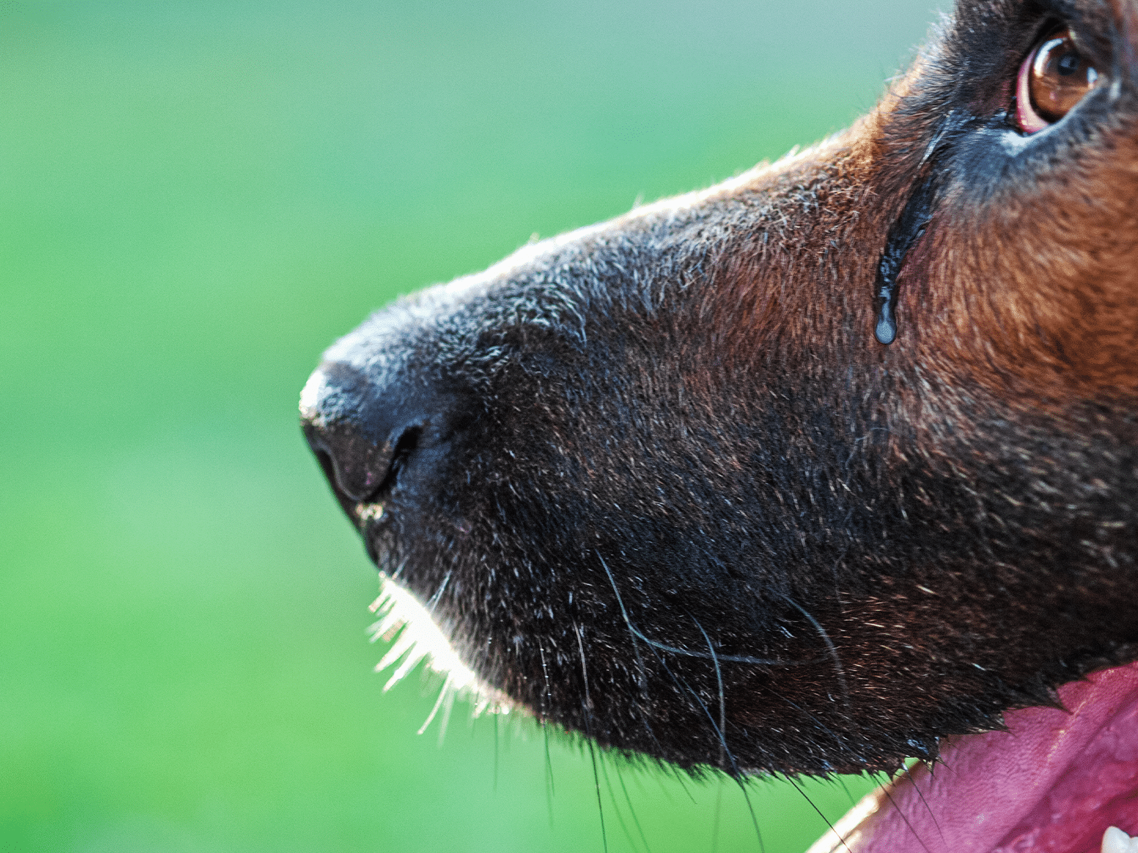 Symptomen van ectropion bij een hond