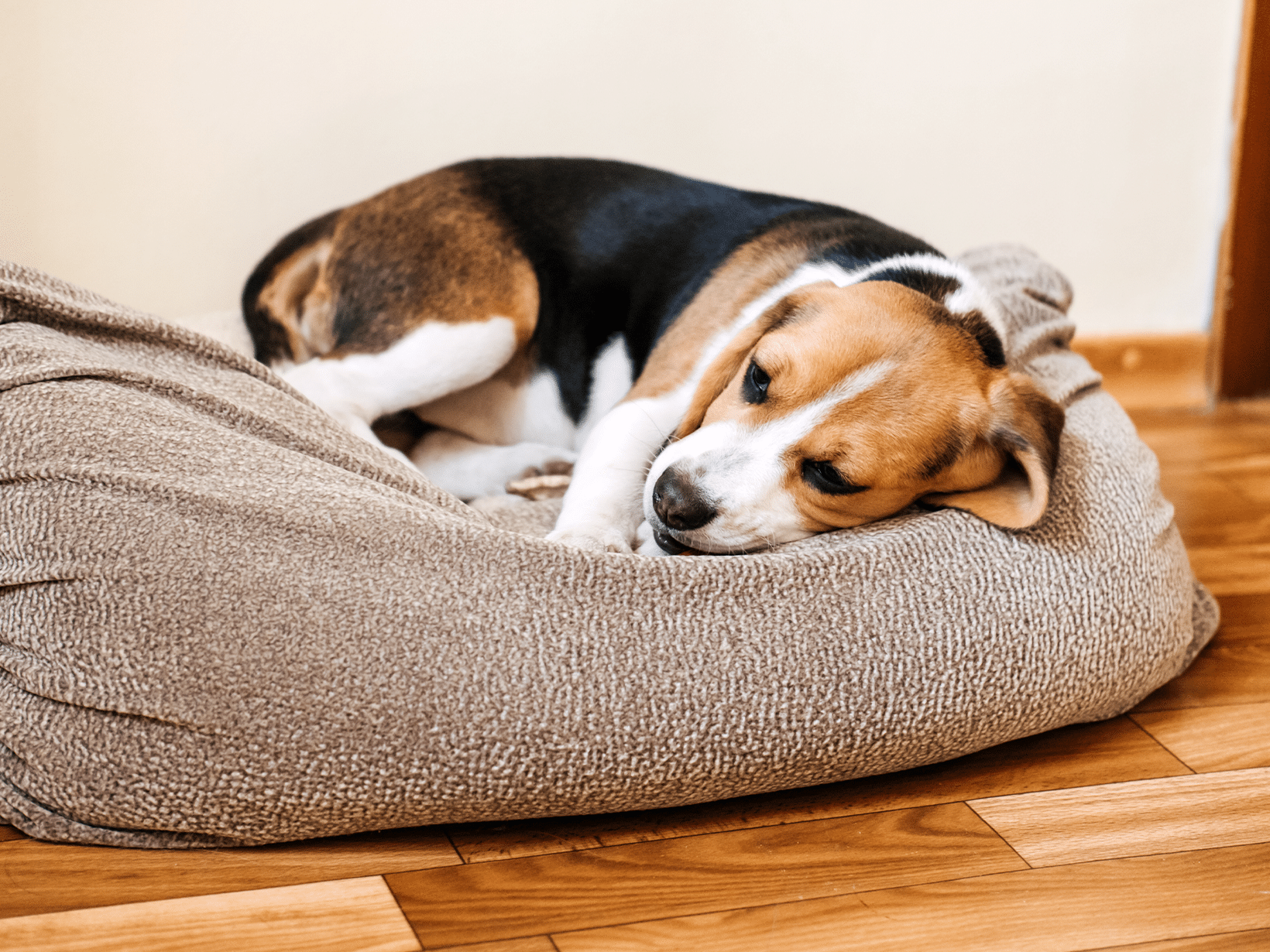 Granen allergie symptomen bij een hond