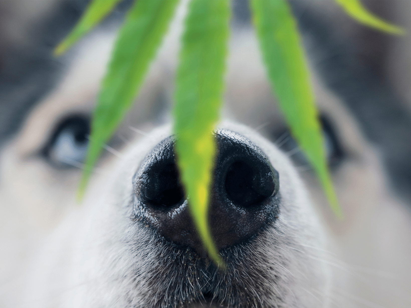 Symptomen van een hond die drugs heeft gegeten