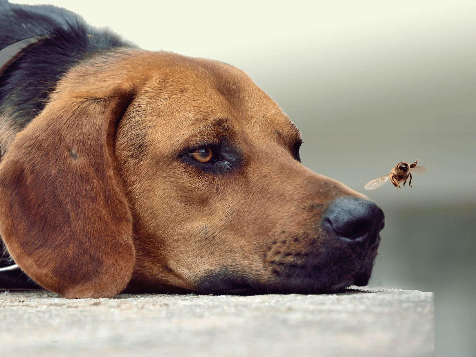 Symptomen van een hond die is gestoken door een wesp