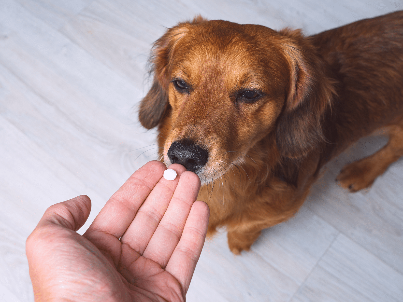 Symptomen van een hond die ibuprofen hebt gegeten