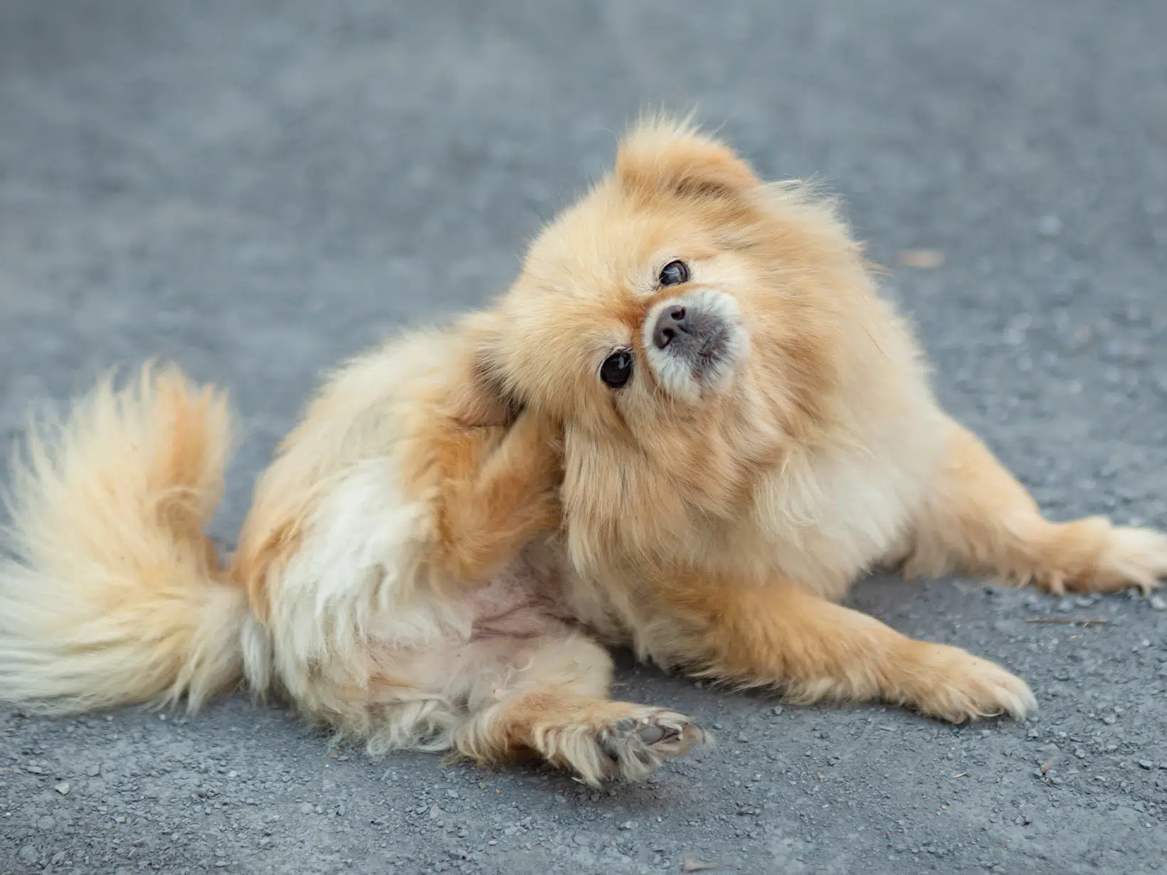 Symptomen van een hond met schurft