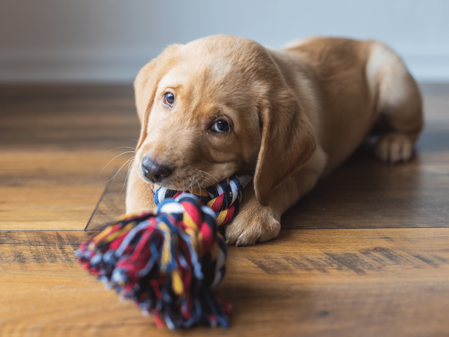 Symptomen van tanden wisselen bij een hond, herken de tekenen