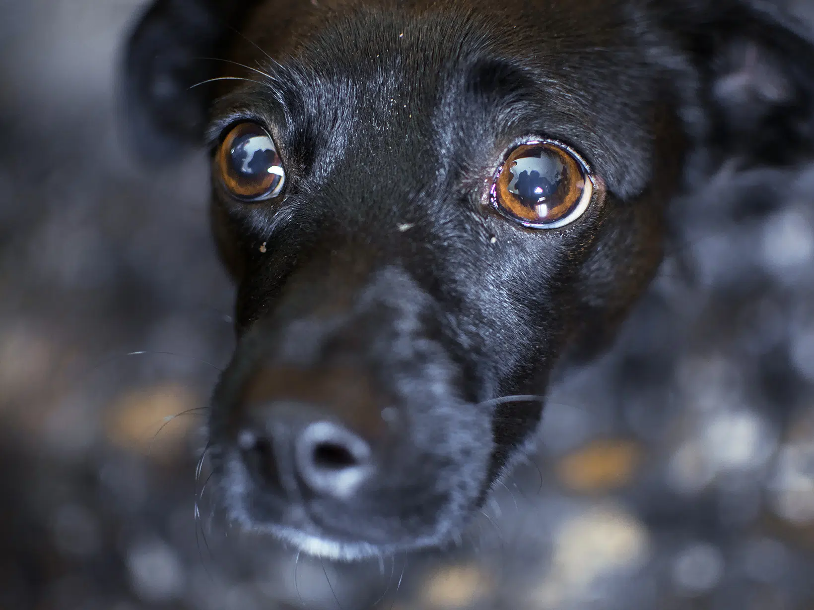 Symptomen van een verdrietige hond