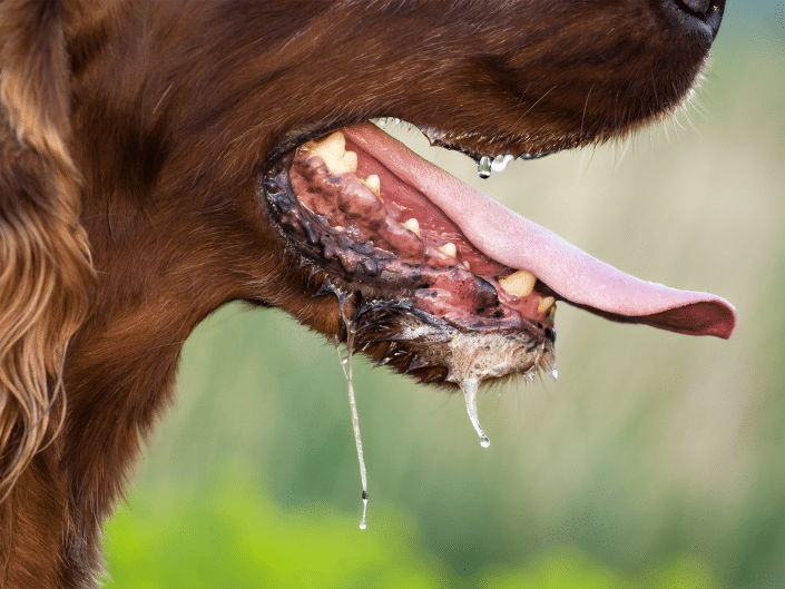 Hondsdolheid symptomen bij een hond herken de tekenen snel