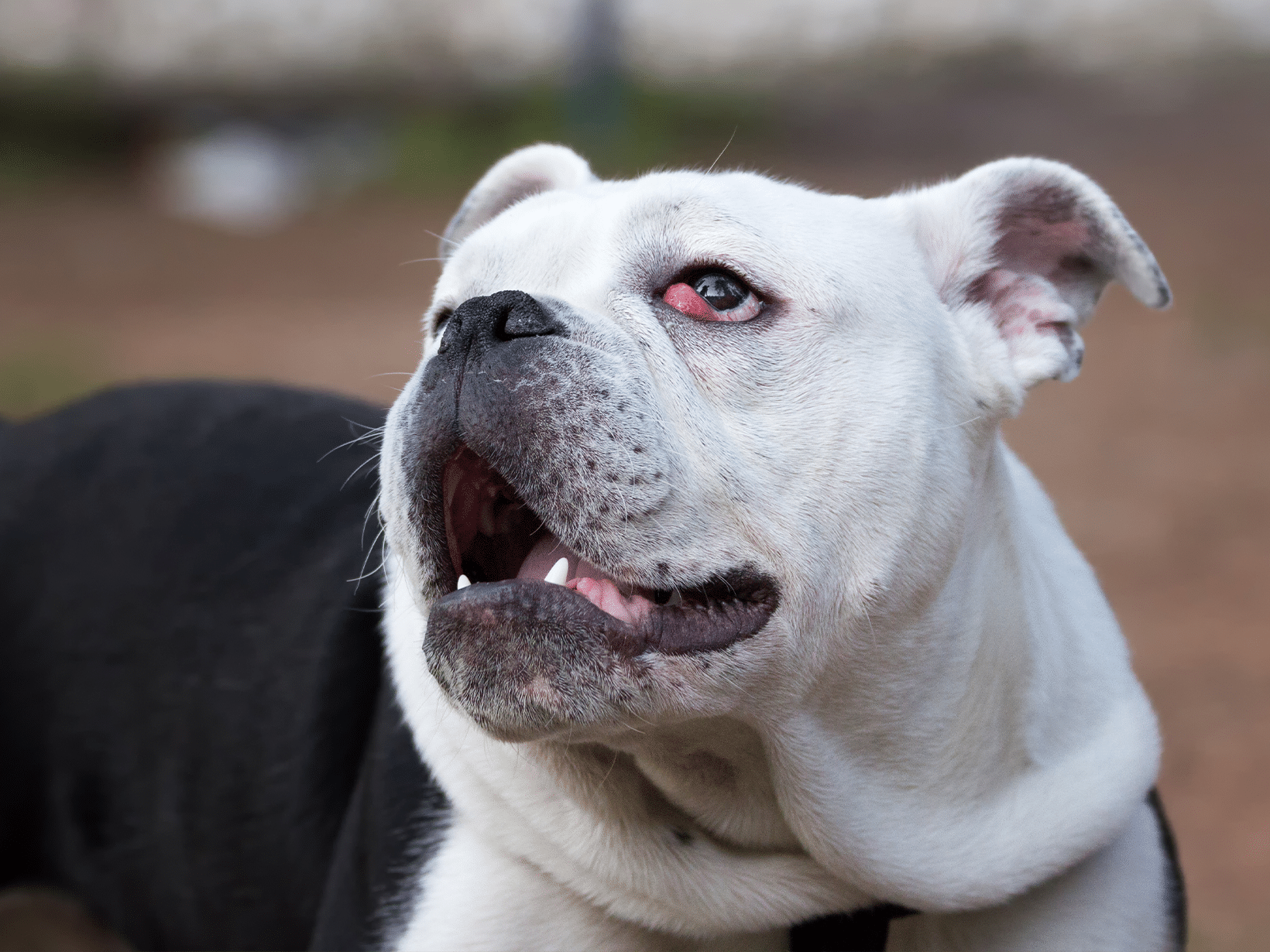 Symptomen Horner syndroom bij een hond