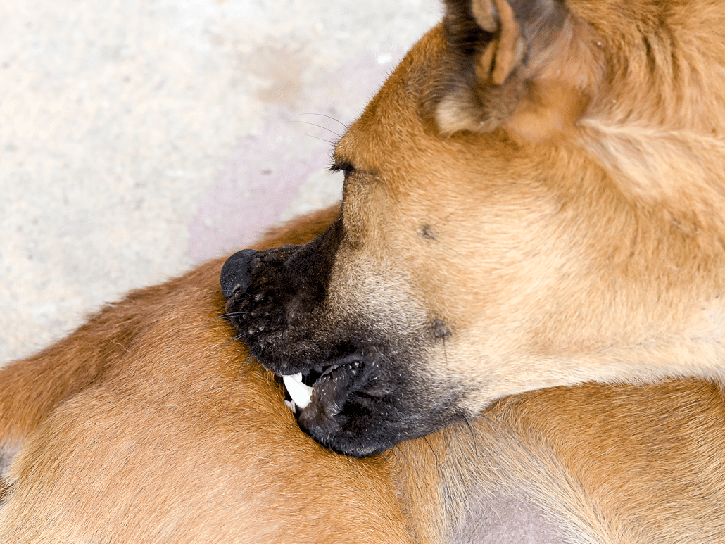 Wat Is Een Hotspot Bij Honden