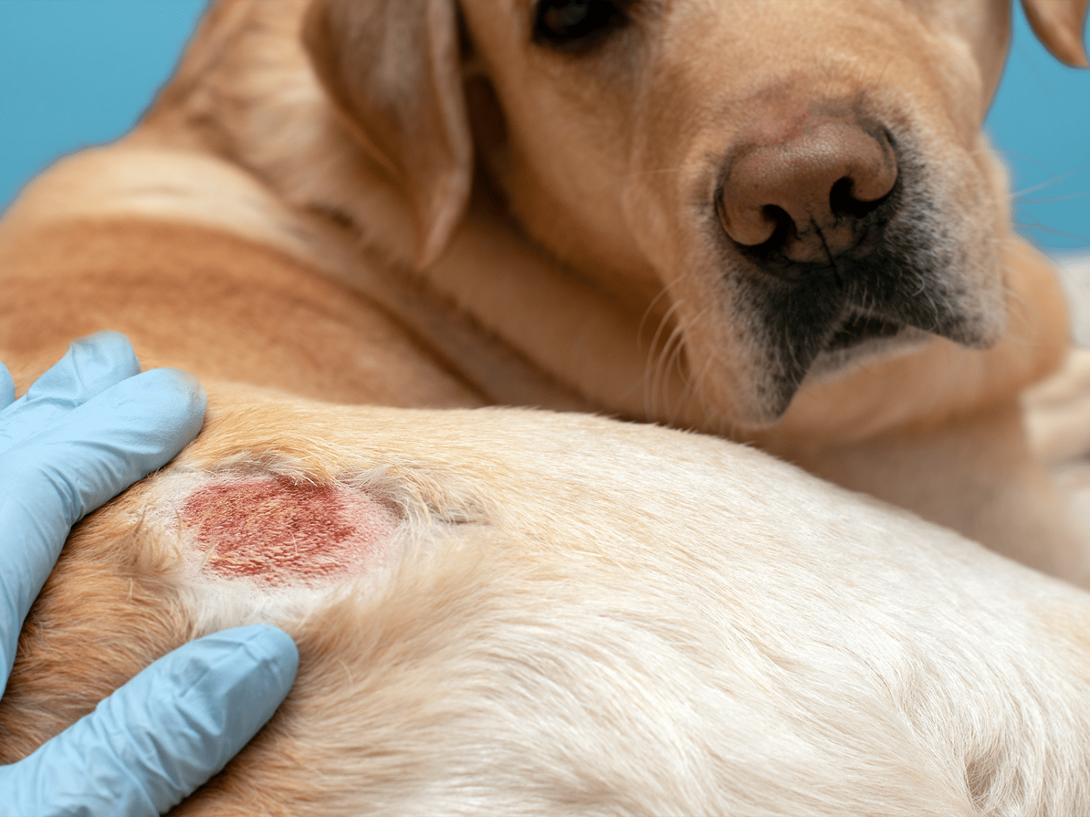 Symptomen van een huidinfectie bij een hond: roodheid en zwelling