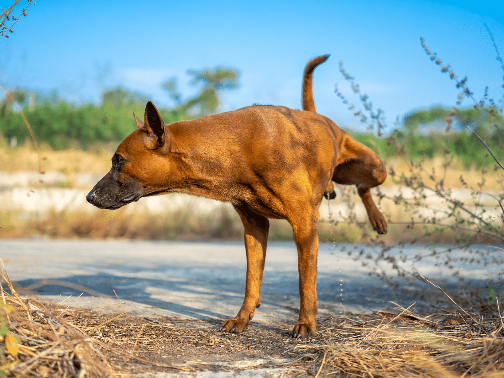 Hyperglycemie symptomen bij een hond