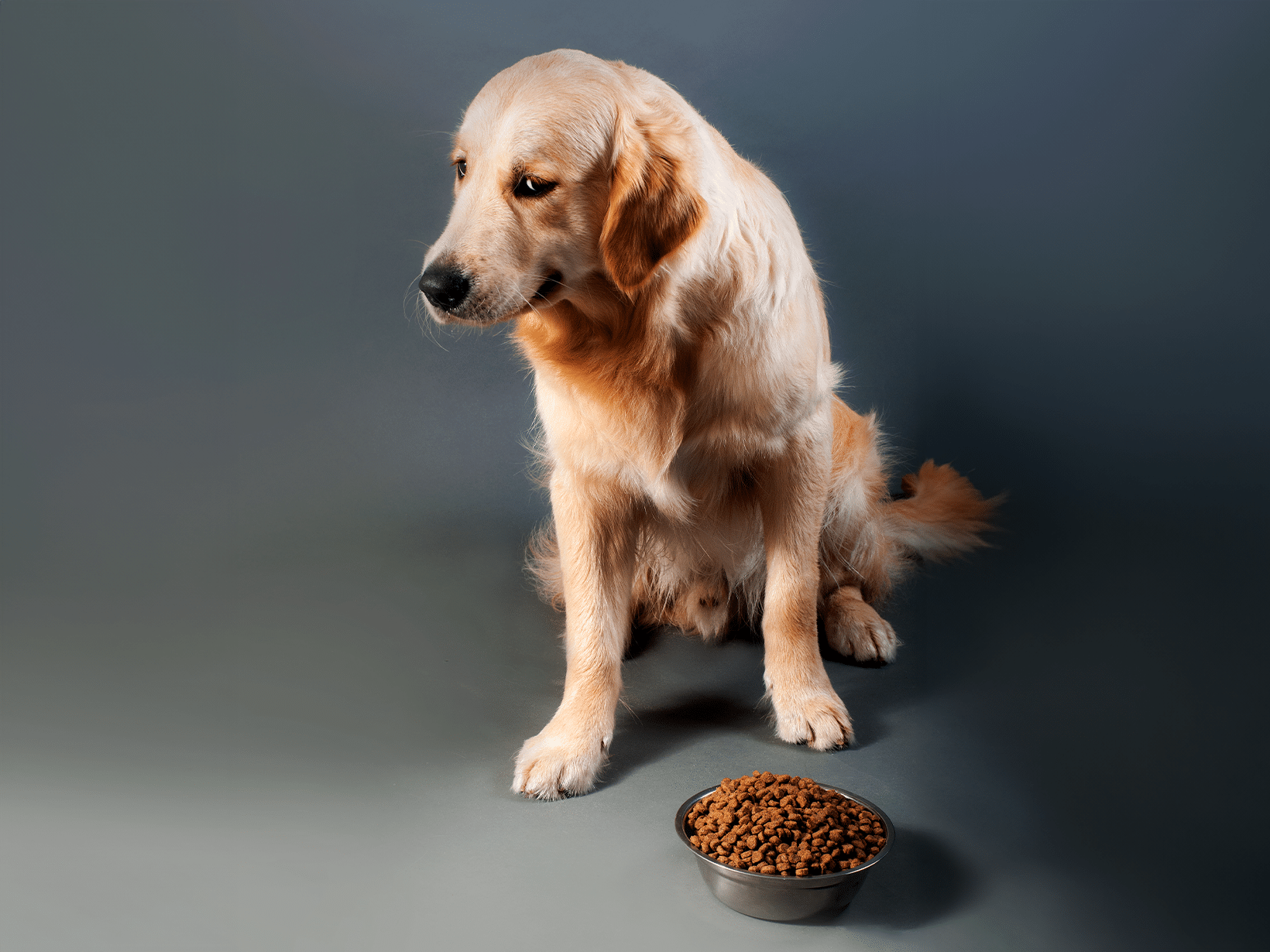 Leishmania symptomen bij een hond