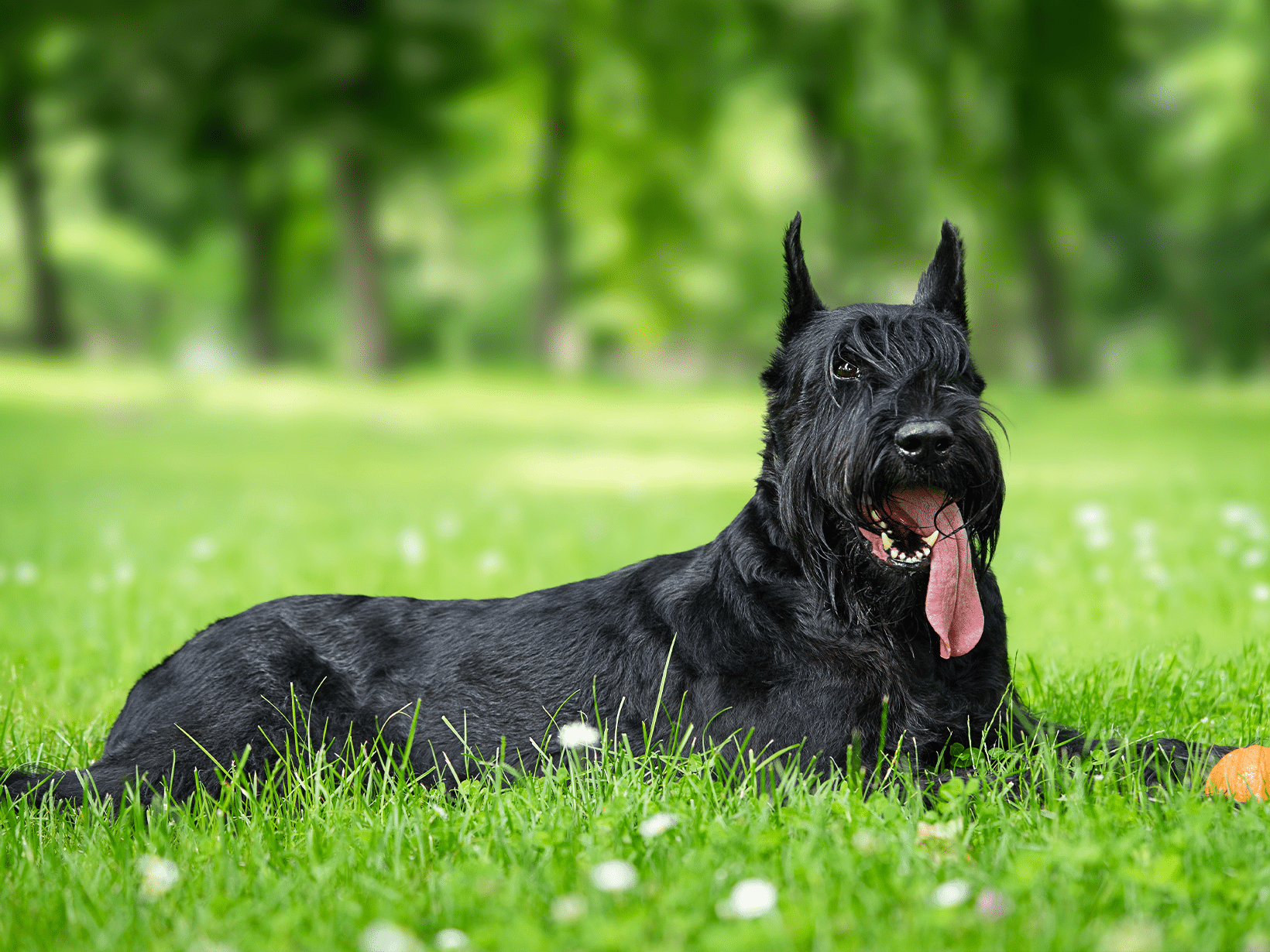 Lekkende hartklep symptomen bij een hond