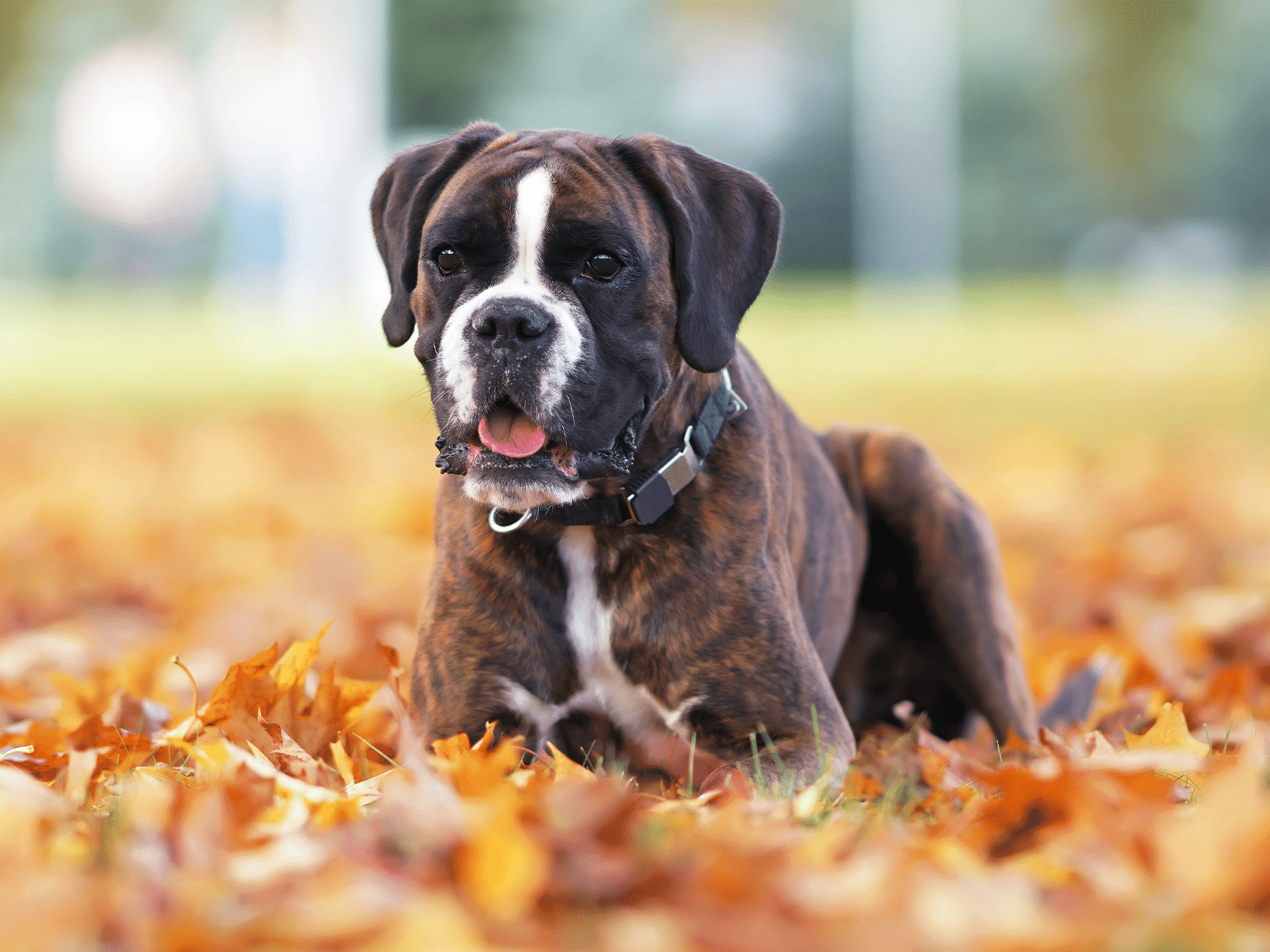 Luchtweginfectie symptomen bij een hond