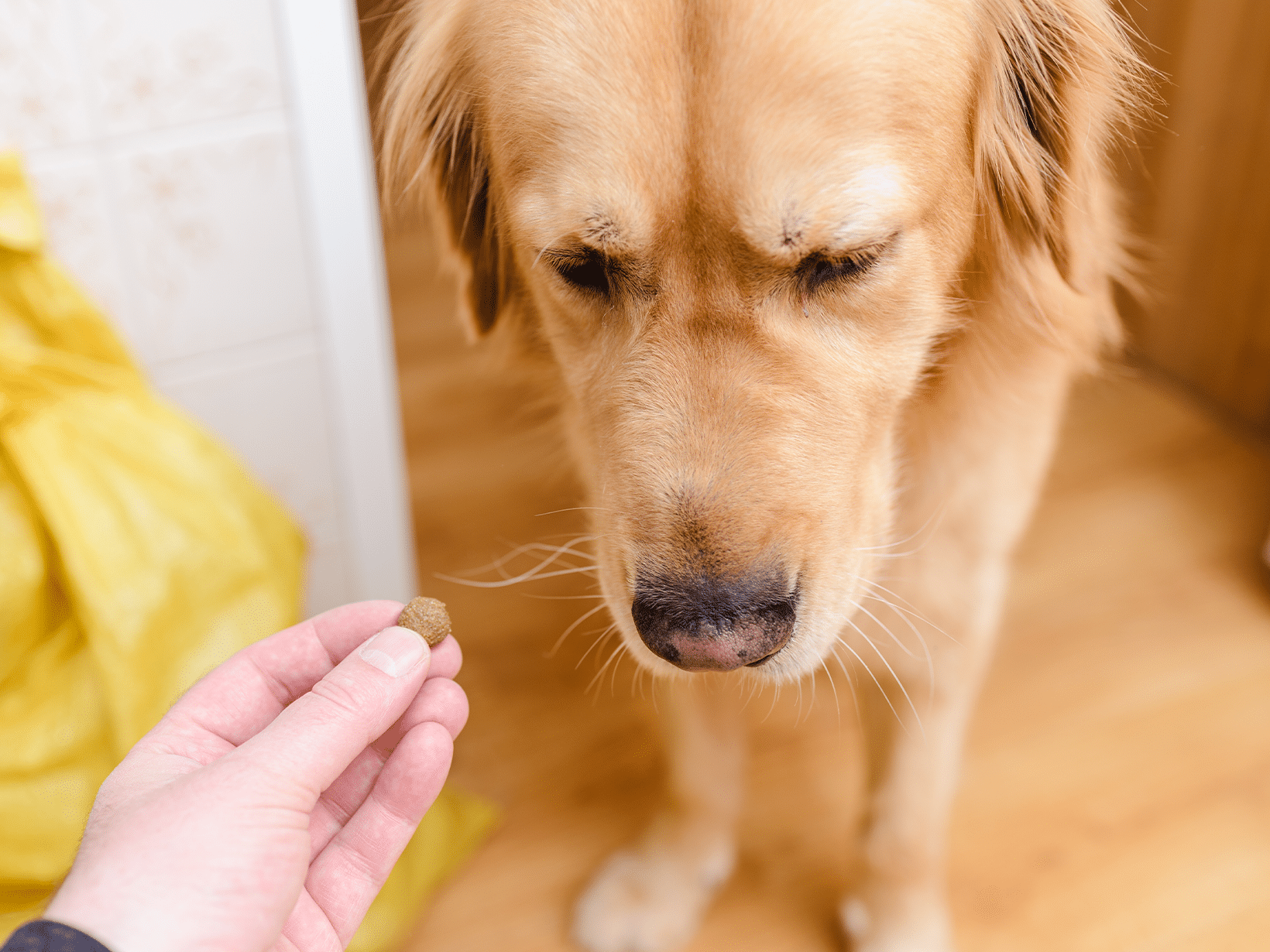 Lymfoom symptomen bij een hond