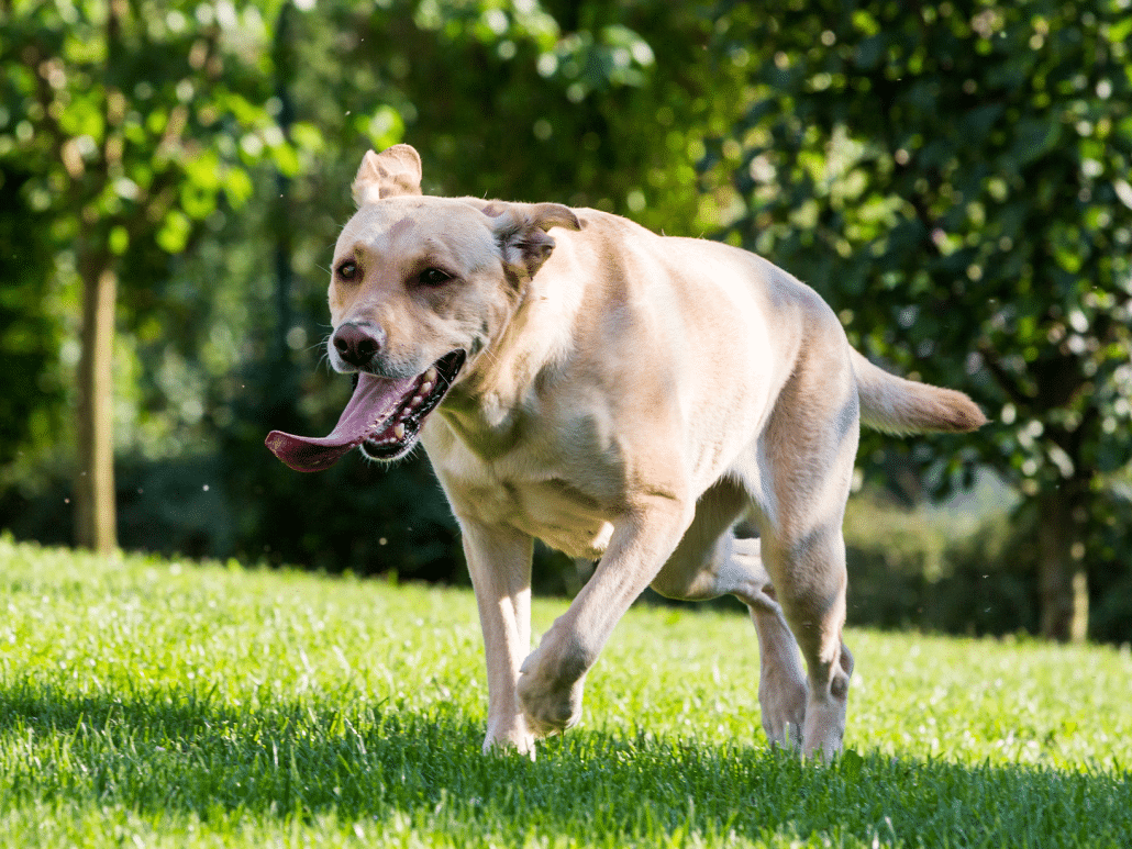 Symptomen van een maagbloeding bij een hond bloed in braaksel