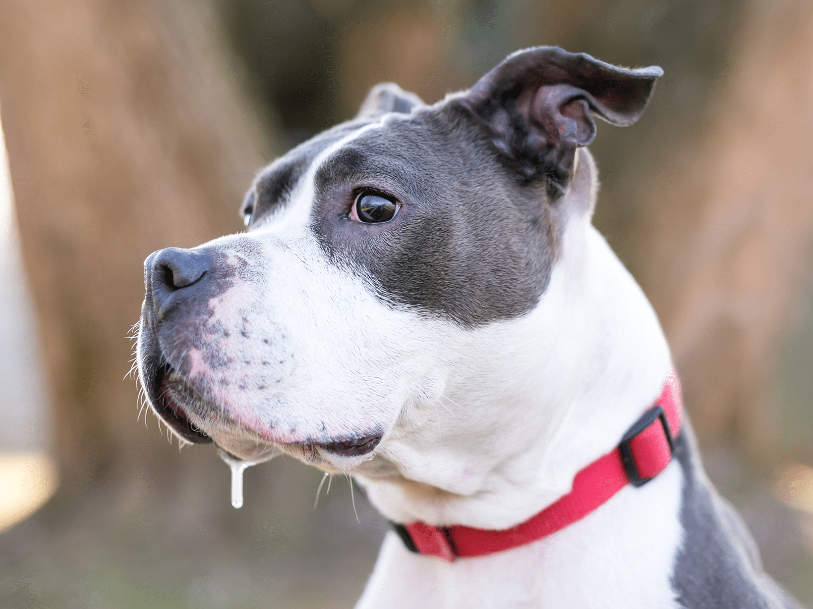 Megaoesofagus symptomen bij een hond