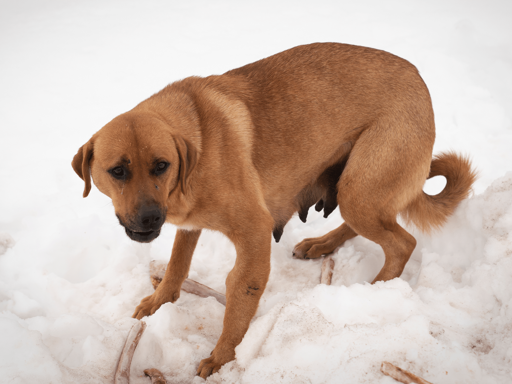 Symptomen melkklier ontsteking bij een hond