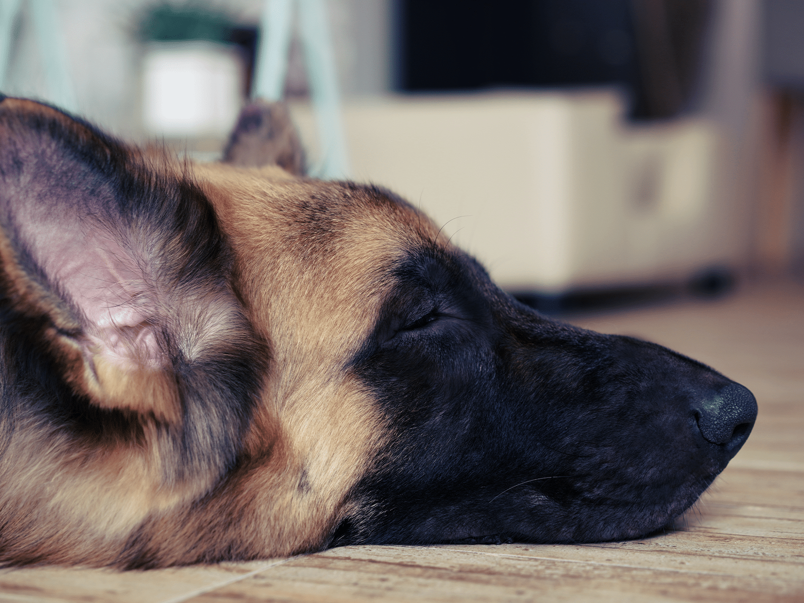 Symptomen van een miskraam bij een hond