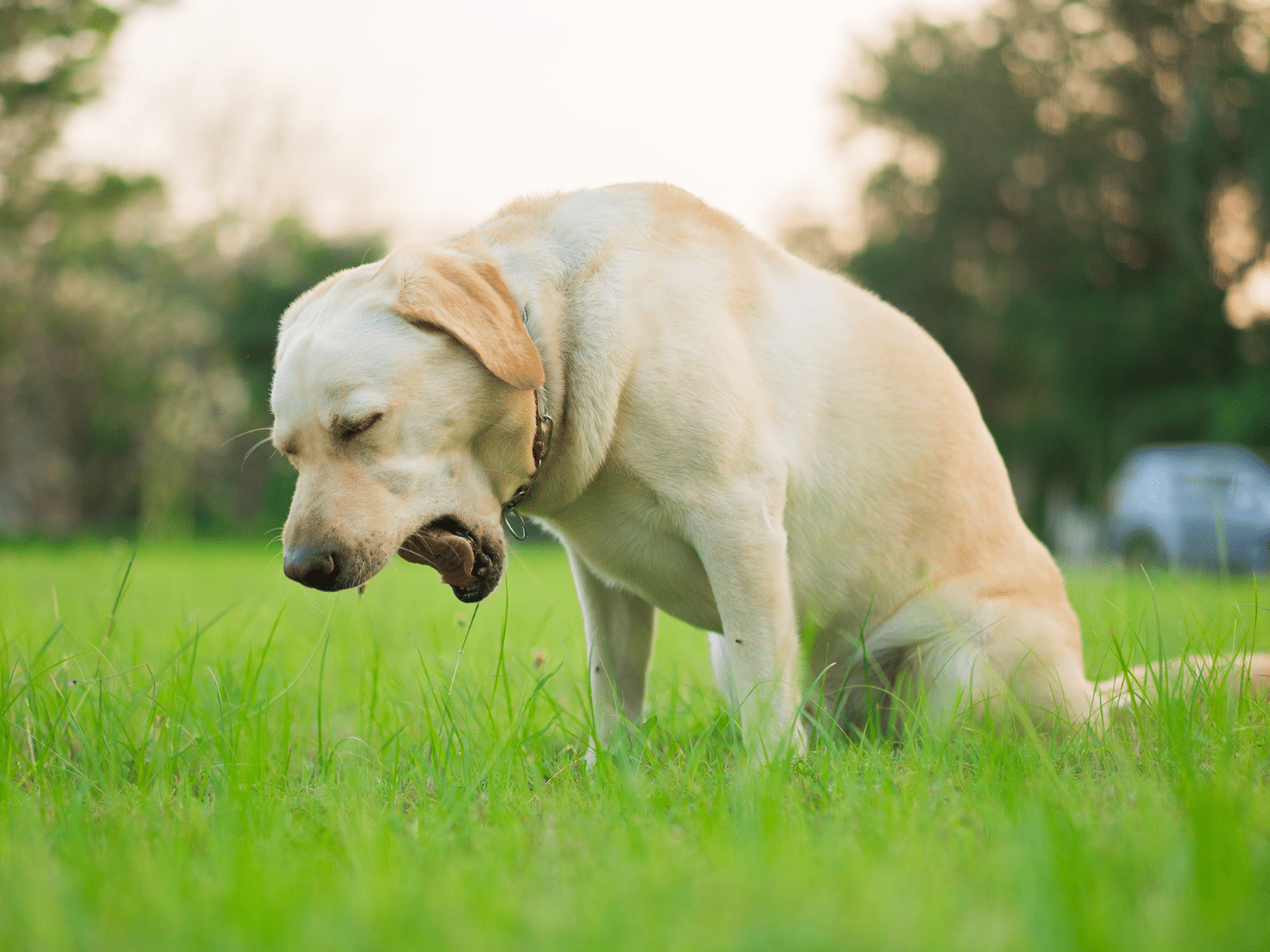 Mycoplasma symptomen bij een hond