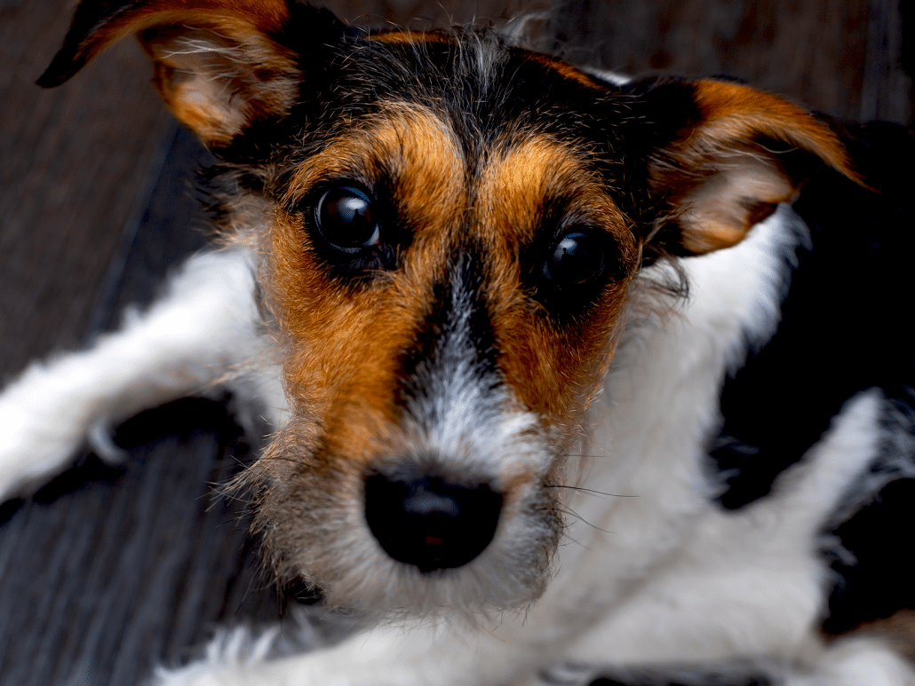 Obstructie symptomen bij een hond, herken de signalen snel