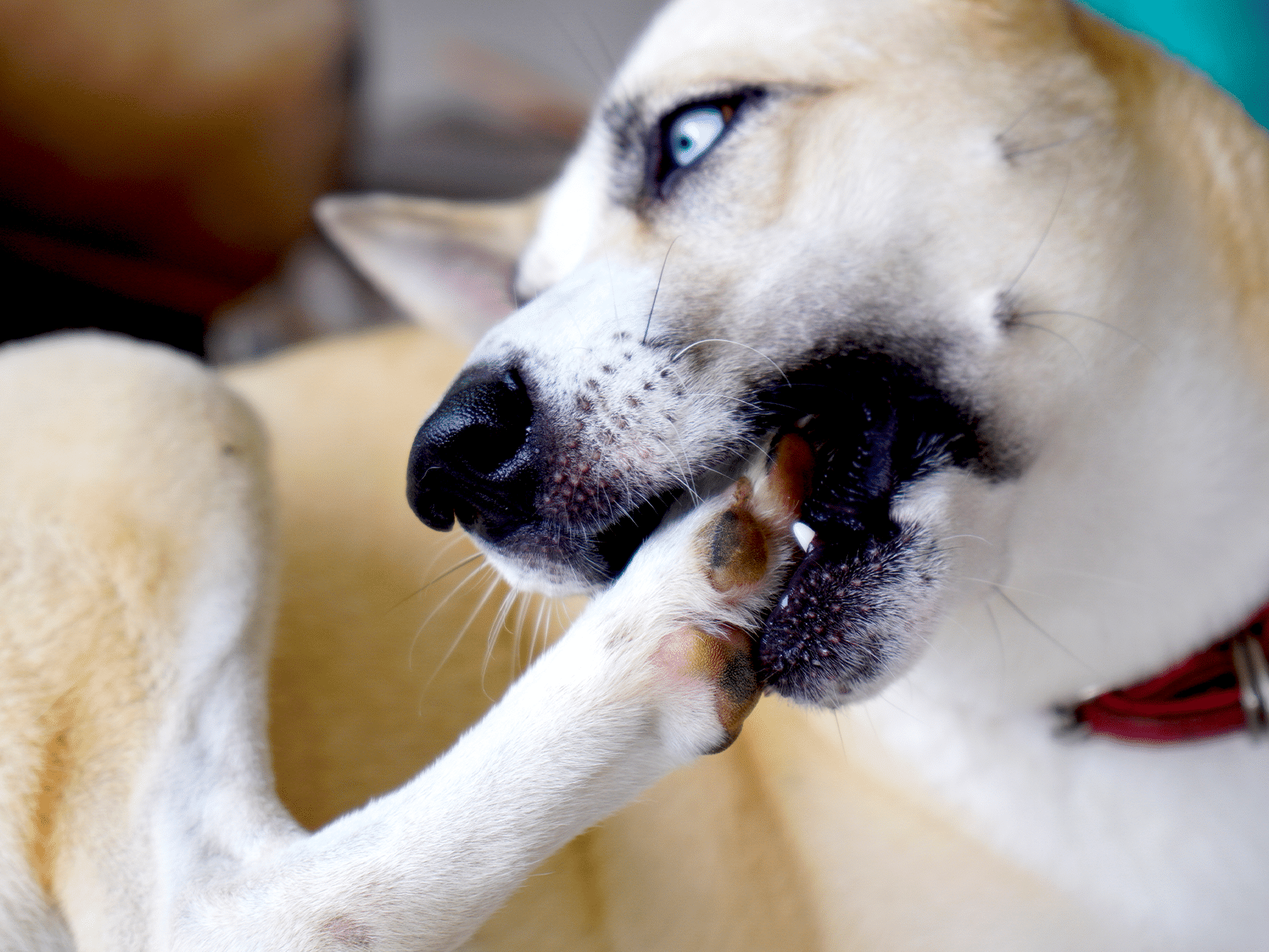 Symptomen van een ontsteking in de poot van een hond