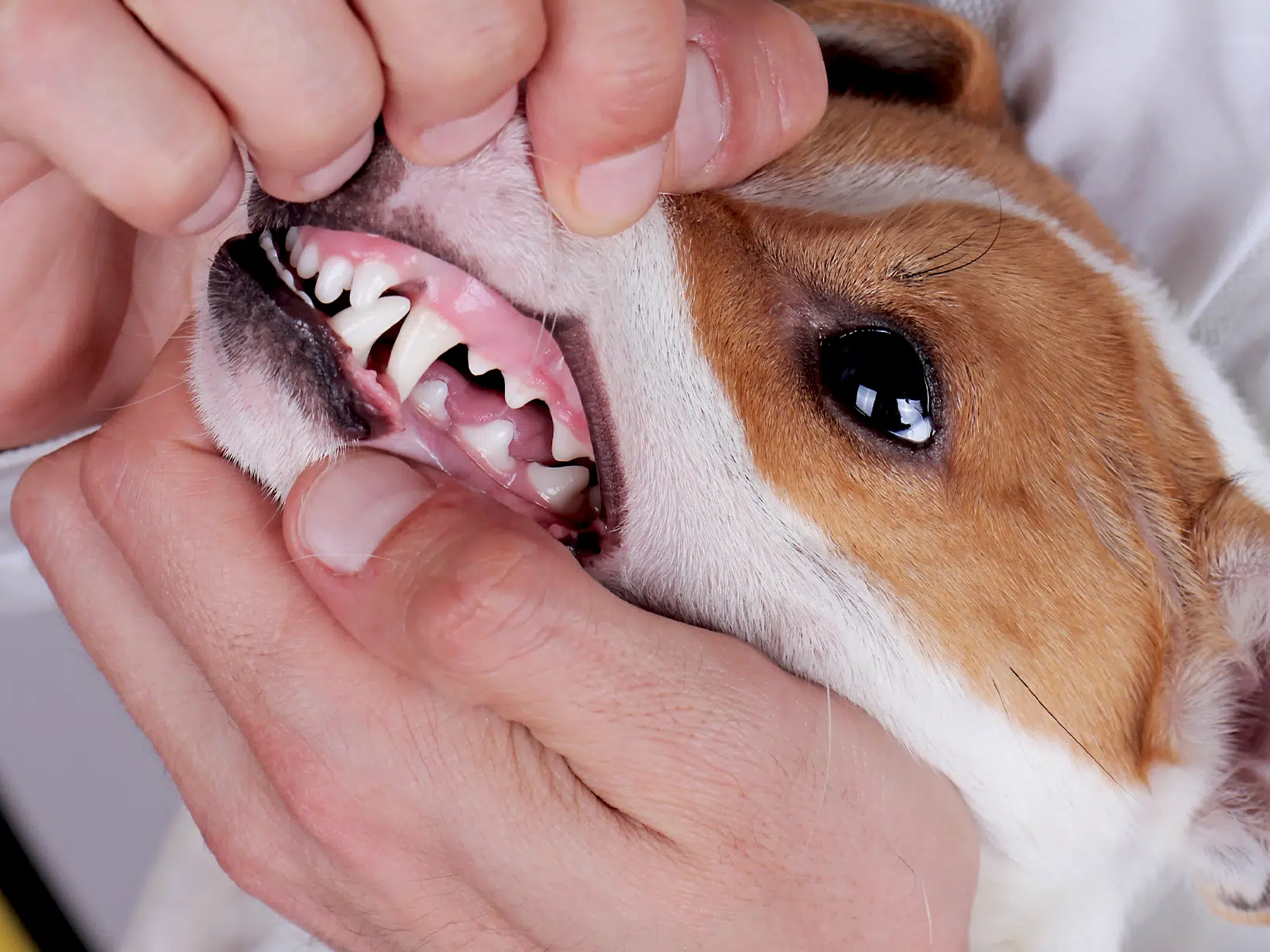 Symptomen ontstoken tandvlees bij een hond