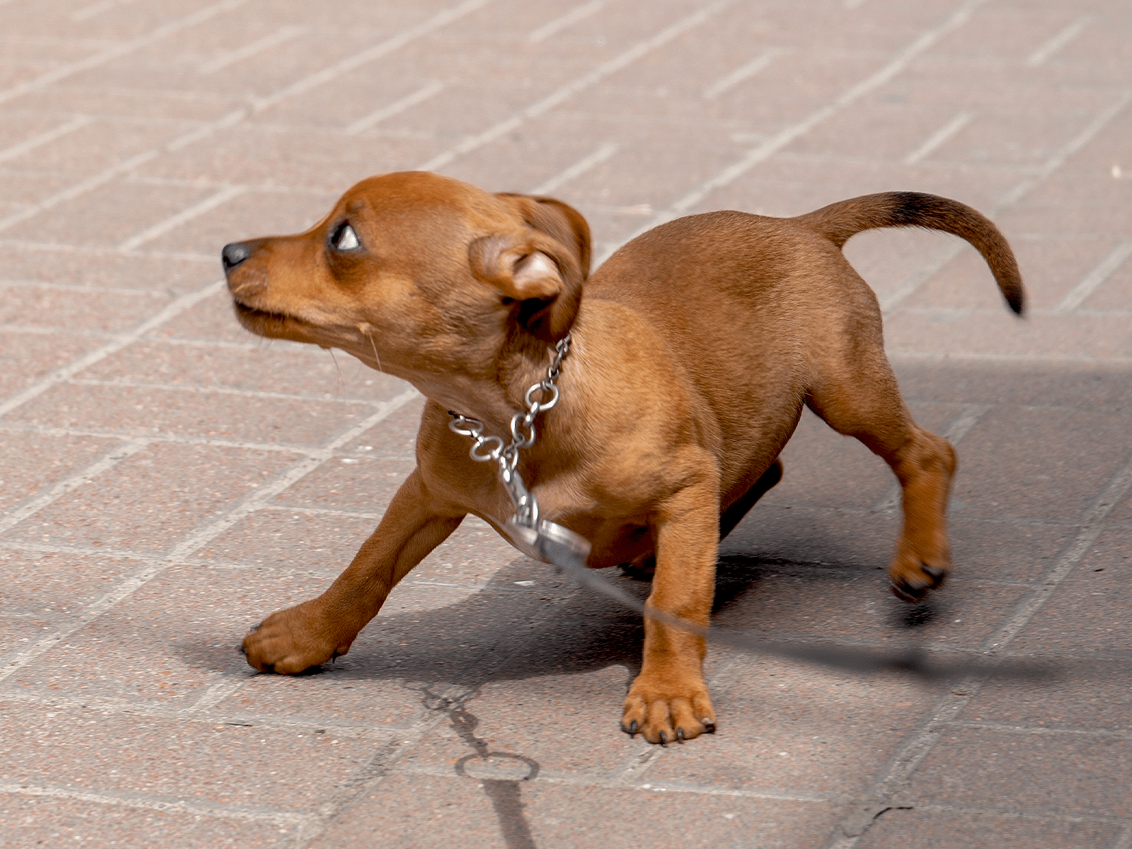 Symptomen van een paniekaanval bij een hond