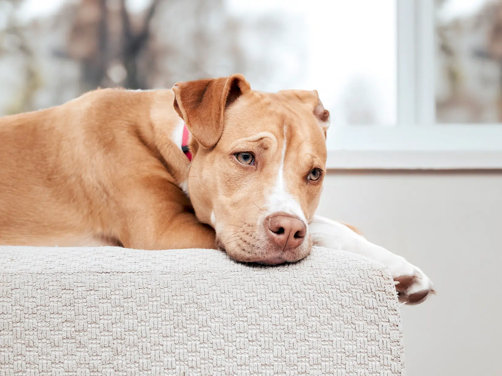 Symptomen van een peesontsteking in de schouder van een hond