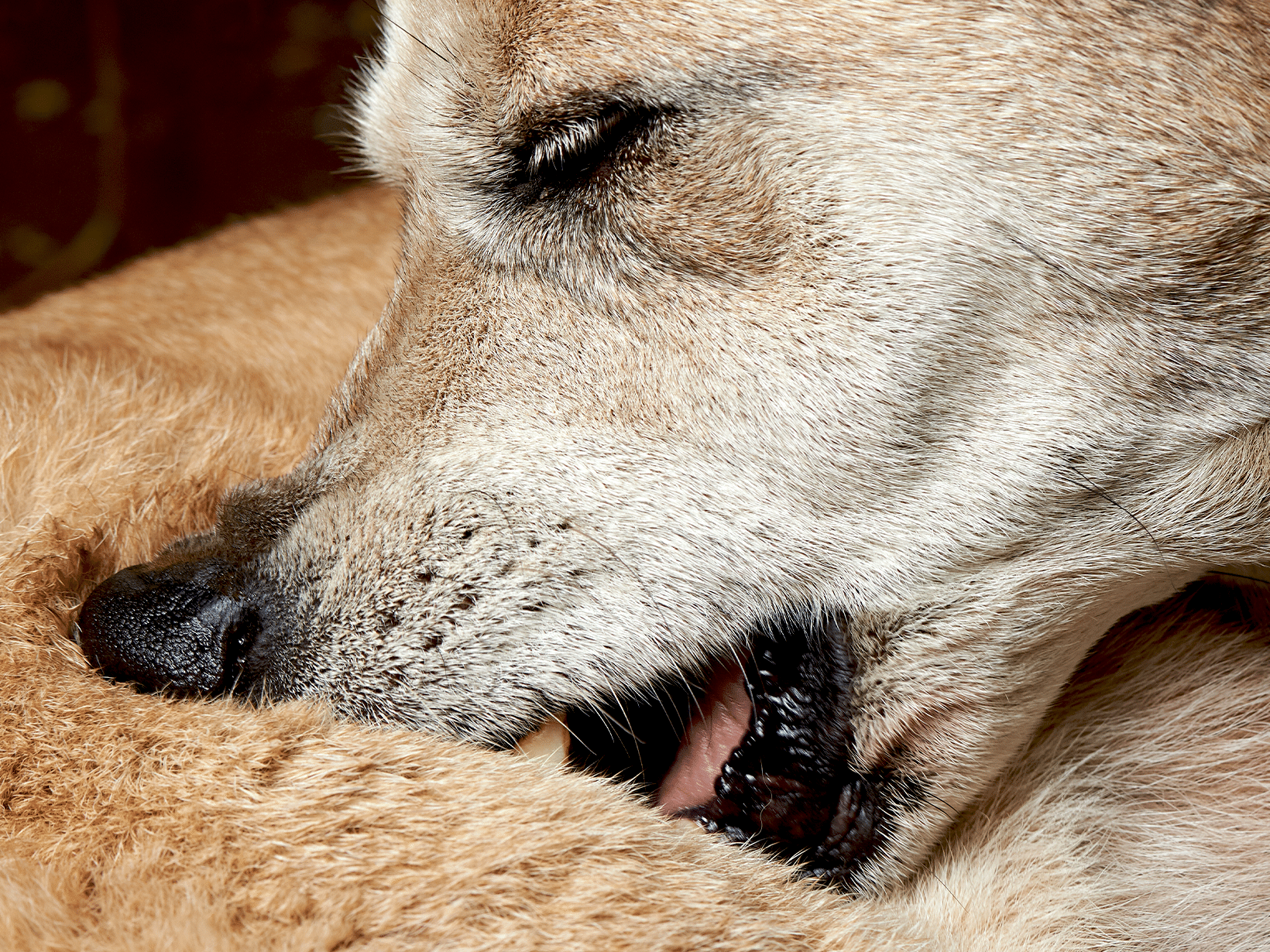 Perianaalklier tumor symptomen bij een hond