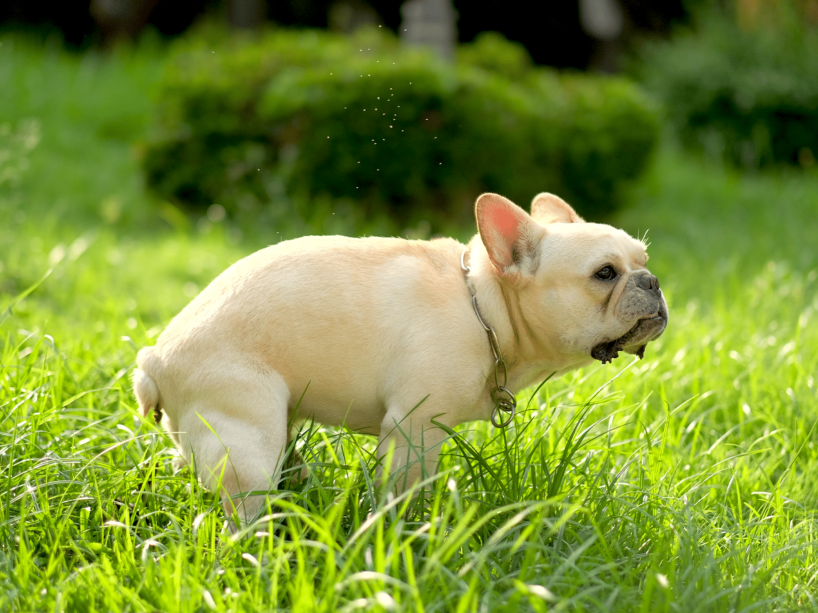 Symptomen van een poliep bij een hond