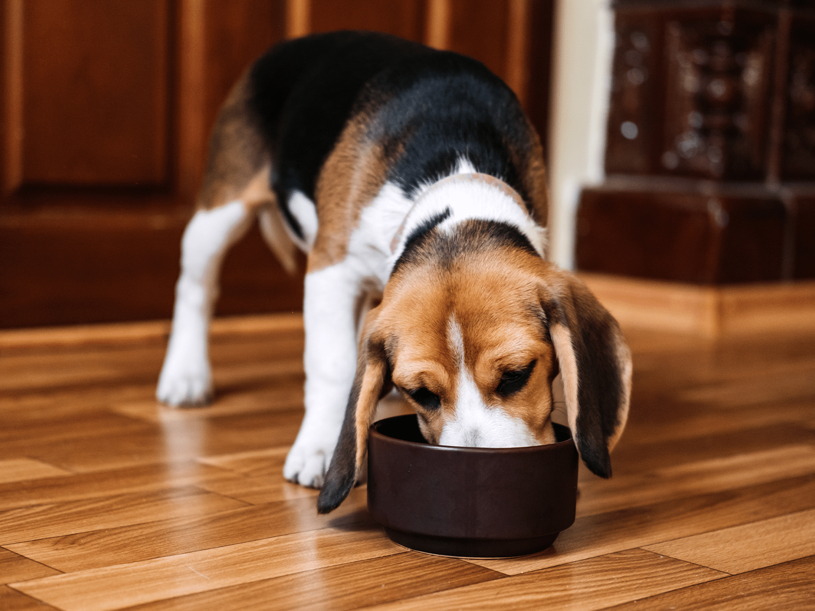 Regurgiteren symptomen bij een hond