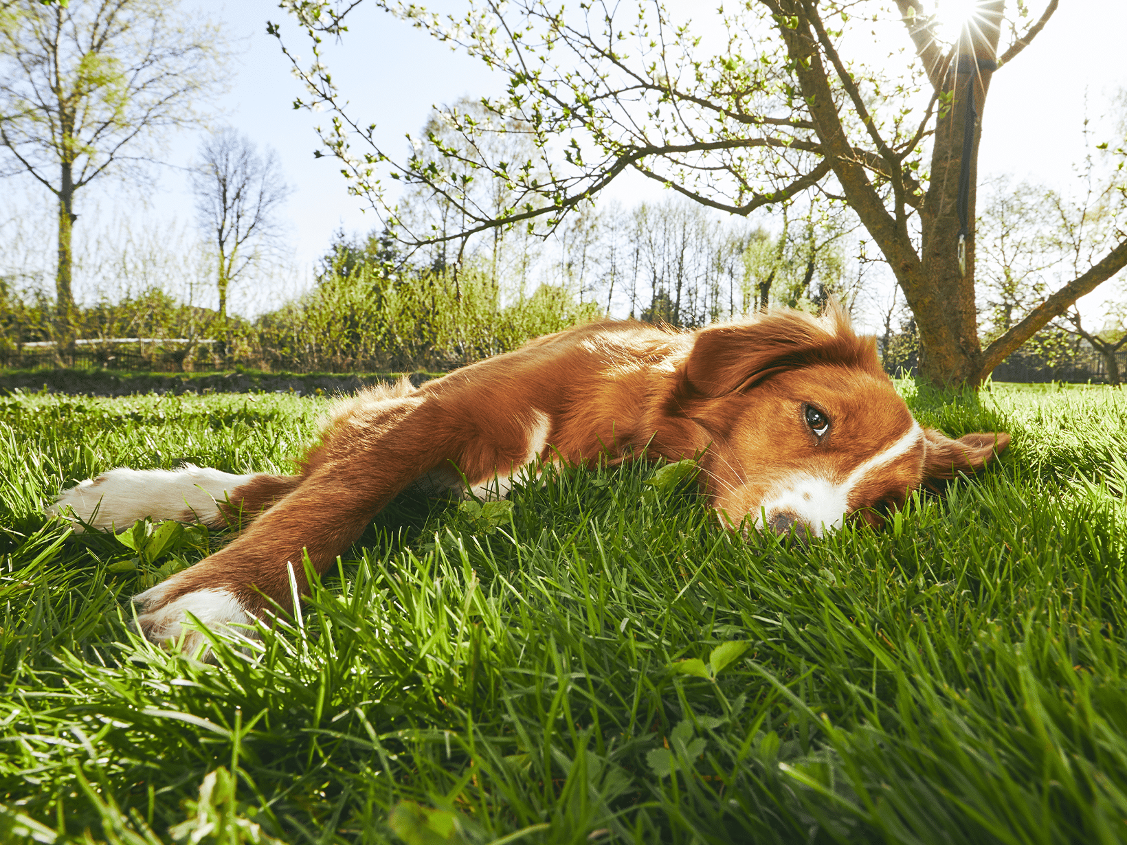 Rotavirus symptomen bij een hond