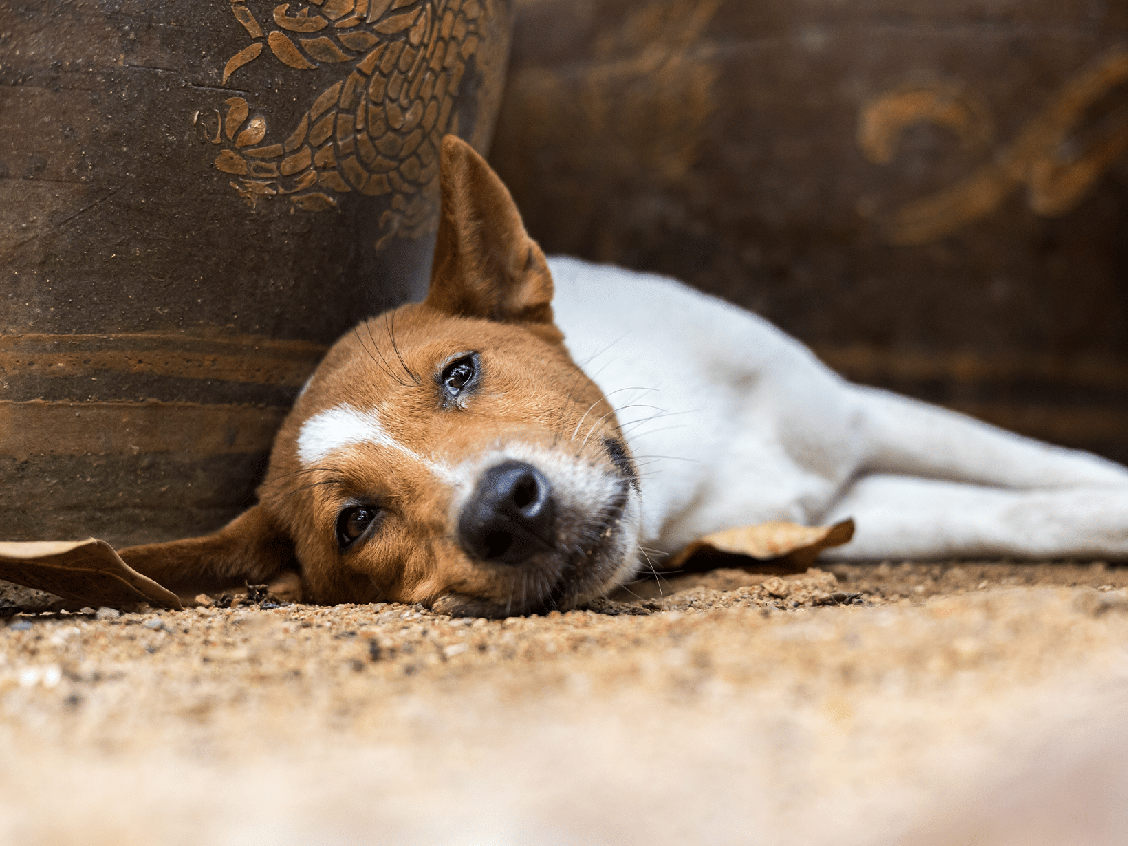 Schildklier symptomen bij een hond