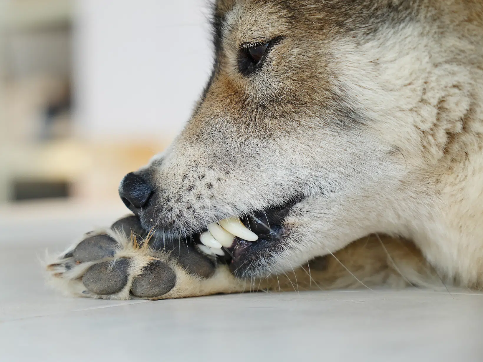 Schimmelinfectie symptomen bij een hond